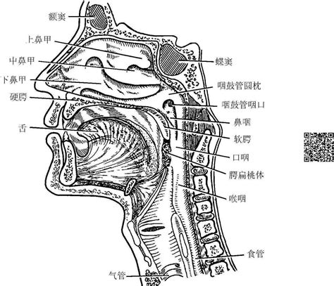 咽喉位置